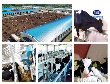 養好牛，產好奶 完達山乳業以品質為先，守護國人健康未來